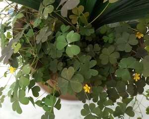 花盆里长了这个，赶紧换盆，否则花立马死翘翘！