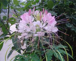 夏秋花卉—醉蝶花的栽培与管理(图)