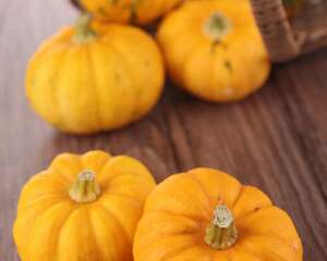 阳台怎么种植南瓜