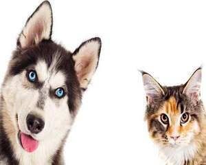 怎么样可以让猫咪和狗狗和谐相处？