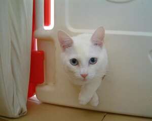 高度关注宠物猫的食品安全很重要