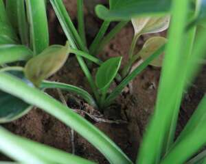 花叶玉簪从根部开始烂是怎么回事