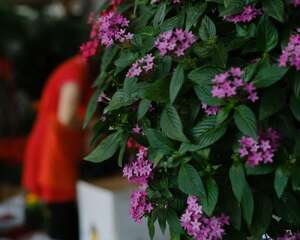 五星花怎么繁殖