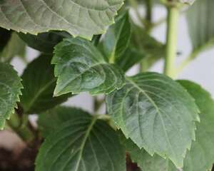 八仙花怎么浇水