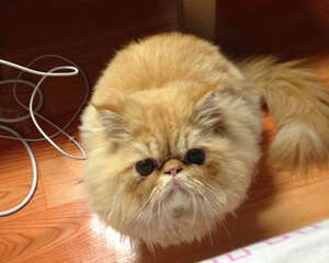 宠物猫适合放养吗