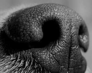 狗狗鼻头为什么是黑色的