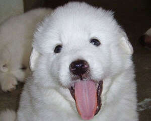 你知道给大白熊犬剪毛剃毛的方法吗？