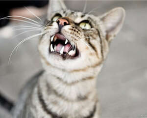 猫所有的叫声都有其含义所在