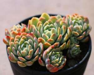 冰梅月影 Echeveria .Rasberry ice