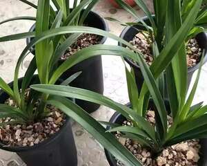 家里吃剩的果皮，拿来养花嗖嗖长，不黄叶、开花多！