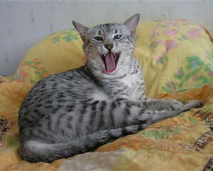 猫咪在秋天容易发生哪几种疾病