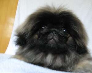 京巴犬换毛时期注意事项
