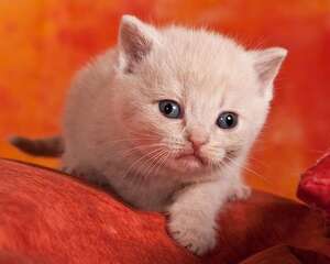 做绝育手术前是否要打疫苗