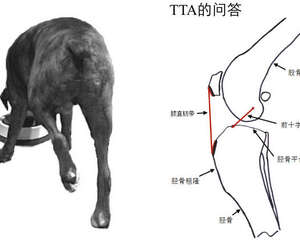 犬后脚跛行，前十字韧带断裂的治疗FAQ