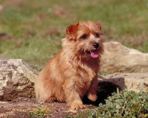 要用合适的刷子给狗狗梳毛