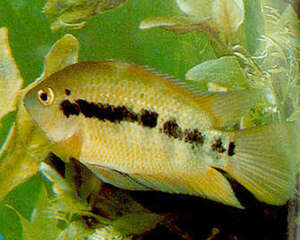 斑尾凤凰的喂食要点