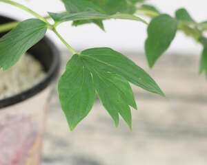 牡丹花种子种植方法和注意事项
