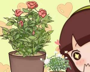 这花就用小盆养，盆越小越开花，比大盆更值钱！