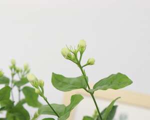 茉莉花叶子发黄怎么办