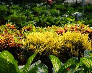 变叶木怎么养比较好