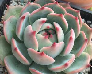 卡罗拉（林赛）Echeveria colorata