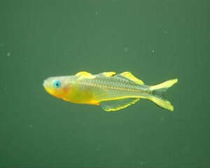 霓虹燕子的外形特点