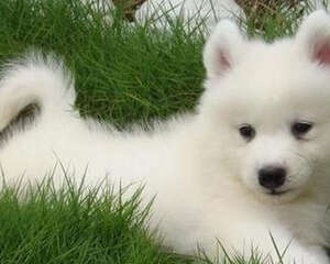 萨摩耶狗怀孕症状