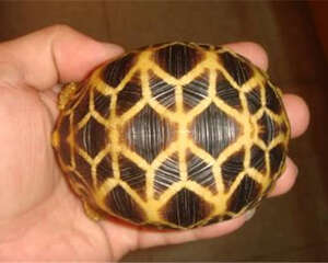 缅甸星龟的品种简介
