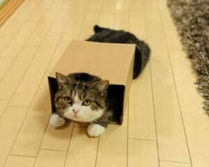 猫咪对哪些东西感兴趣?