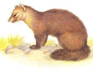 貂鼠的饲养介绍