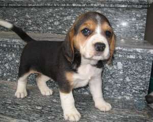 关于实验动物的争议