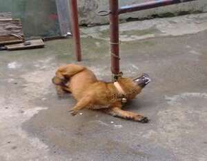 犬有机磷中毒的症状及治疗