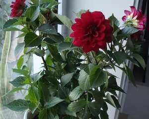 小丽花的养殖养护方法