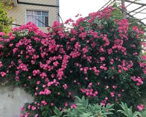 院子里养了它，全身都是刺，堪比“狼牙棒”，小偷再也不敢来！