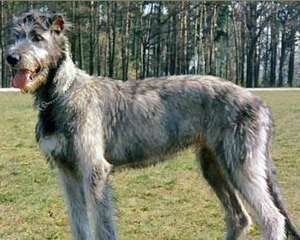 爱尔兰猎狼犬厉害吗？爱尔兰猎狼犬介绍