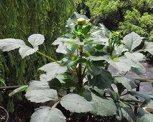 大丽花的插扦方法