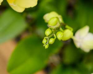 蝴蝶兰叶子褶皱变软怎么办，全掉了怎么办