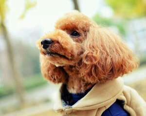 怎么给贵宾犬打理毛发