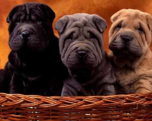 为沙皮狗护理口腔卫生