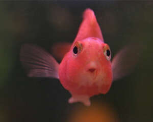 鹦鹉鱼的外形特点