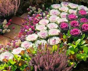 零下15度，院子里的花全死了，就剩它还活着！