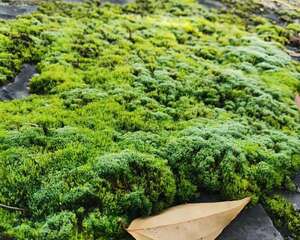 盆面冒杂草，到底拔不拔，学会不吃亏！