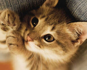 猫咪为什么会痉挛