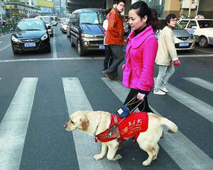为什么导盲犬多为拉布拉多