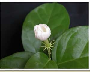 茉莉情韵（图）