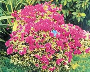 新颖奇特的叶子花