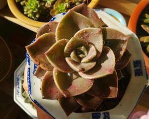 旭鹤GraptoveriaBAINESII