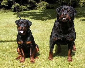 罗威纳犬的养护知识