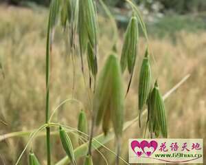 雀麦、野麦、燕麦的花语：自然之美