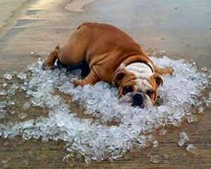 狗狗中暑了怎么办？狗狗中暑的治疗方法